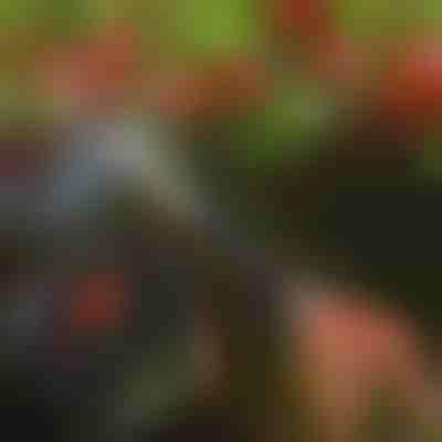 Ножици за подрязване на дървета | TREESNIP